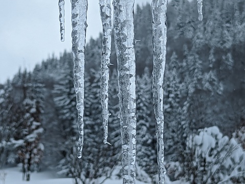 Large icicles in front of a snow-covered winter landscape