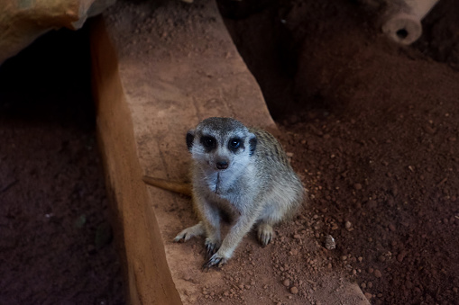 Selective focus of meerkats who are relaxing in their cages in the afternoon.
