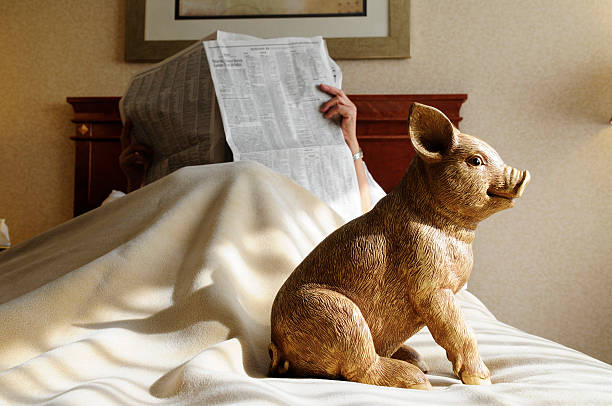 porco na cama com um jornal de leitura - mattress newspaper reading bed imagens e fotografias de stock