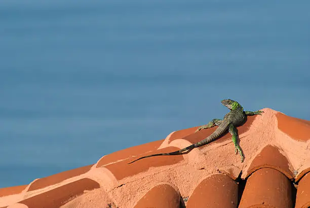 An iguana relaxes on a clay tile roof overlooking the Pacific Ocean in Nayarit, Mexico.