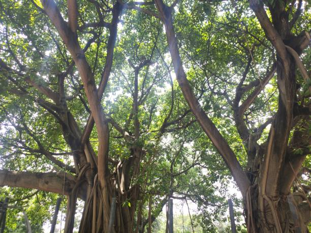 istock banyan trees in the Kemang Pratama 1470183213