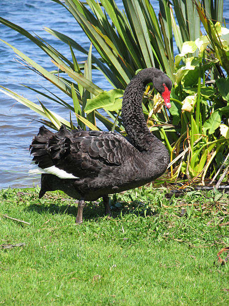 istock Black swan by lake 147018352