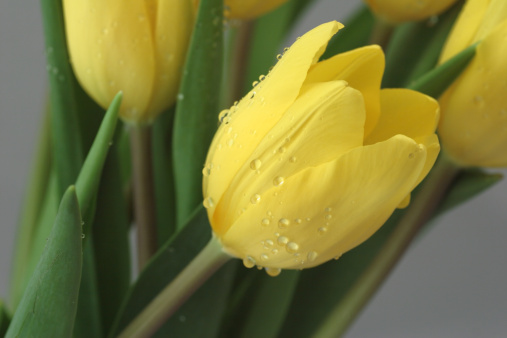 tulip yellow bouquet dew drops color green