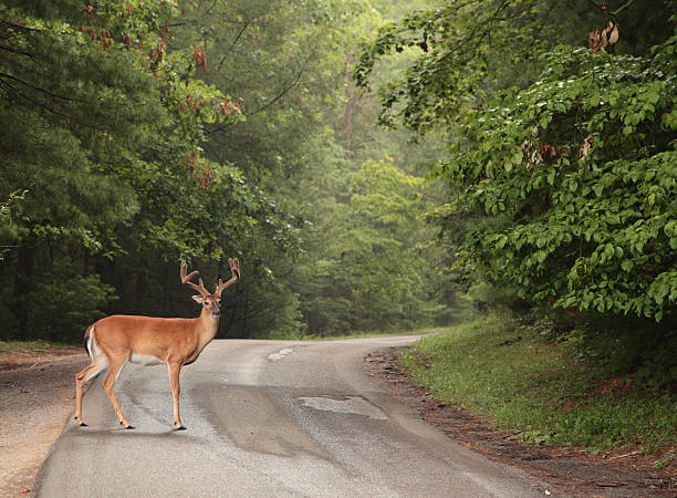 buck - forest deer stag male animal stock-fotos und bilder