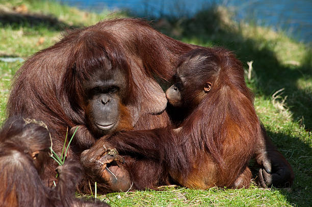 엄마와 아기 오랑우탄 - young animal orangutan mother ape 뉴스 사진 이미지