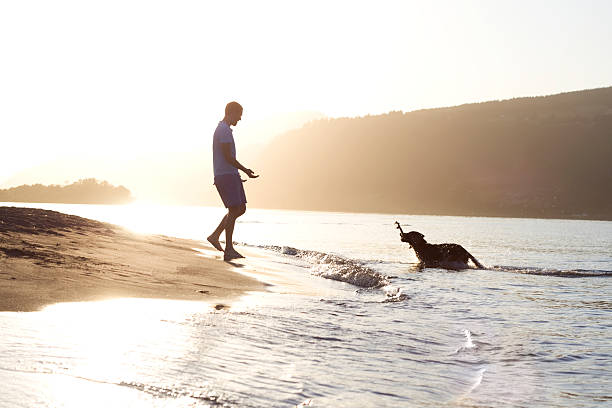 najlepszych przyjaciół o zachodzie słońca - dog retrieving german shepherd pets zdjęcia i obrazy z banku zdjęć