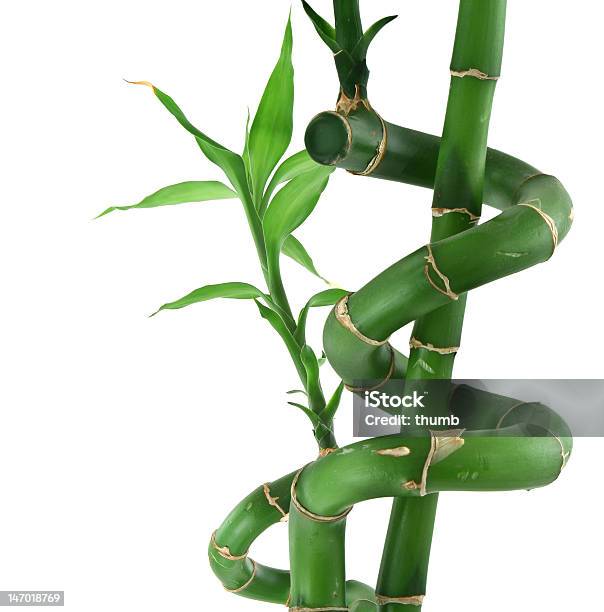 Foto de Lucky Bambu Em Branco e mais fotos de stock de Dracaena Sanderana - Dracaena Sanderana, Bambu, Fundo Branco