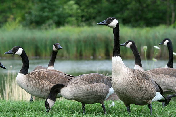 istock A herd of beautiful Canadian geese 147018808