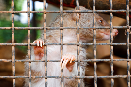 Selective focus of mink that was climbing into his rusty cage.