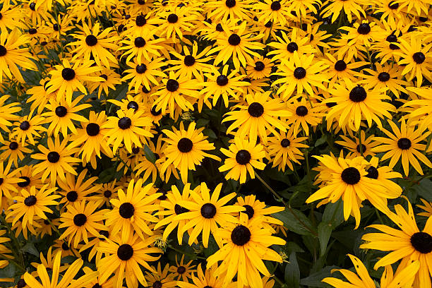 istock Black Eyed Susan 147018830