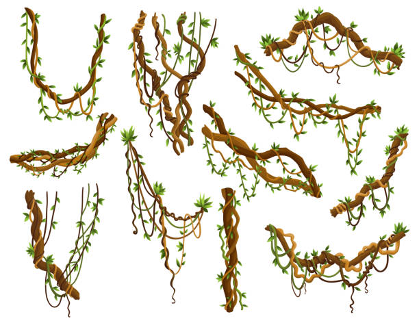 istock Set of twisted wild lianas branches. Jungle vine plants. Rainforest flora and exotic botany 1470189978