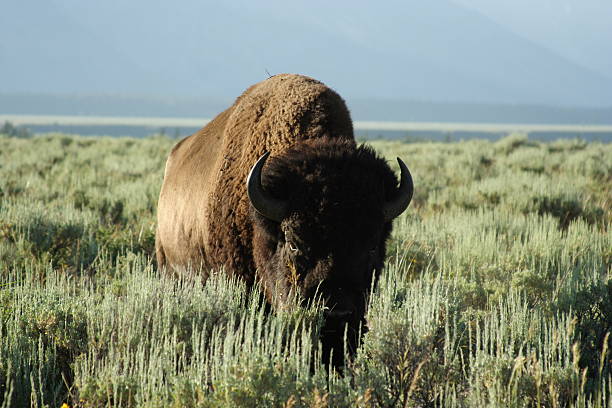 Lone Bison stock photo