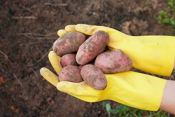 fresh potatoes stock photo