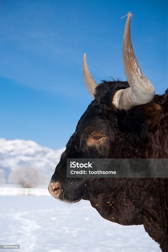 Dirección en la nieve - Foto de stock de Aire libre libre de derechos