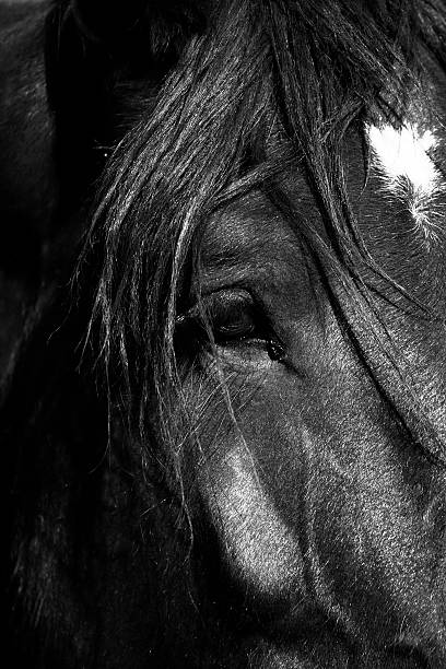 Detail of a Horse's Face stock photo