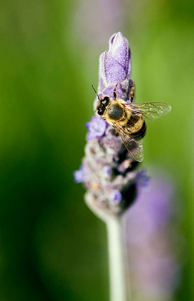 Bee Macro stock photo