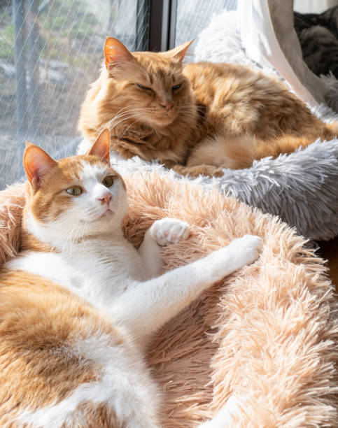 istock Two cats relaxing by the window 1470194219