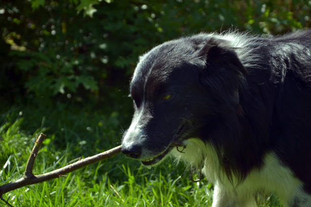 A Border collie playing with a stick in a garden, with grass and leaves. It's a young male.