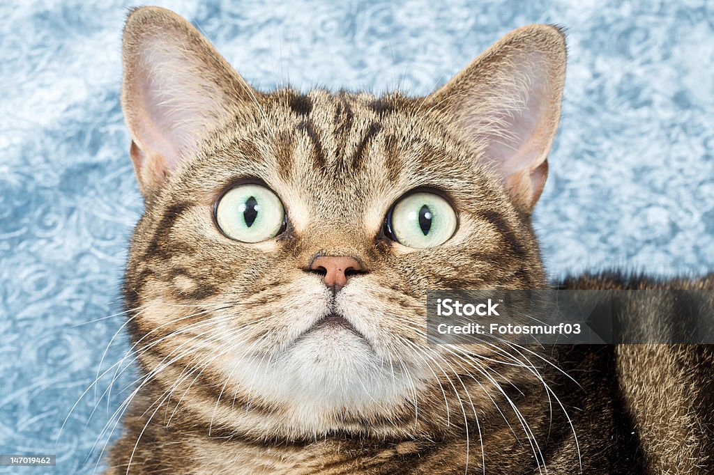 Total surprise Cute young cat looking up in a total surprise Alertness Stock Photo