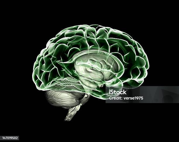 Green Mózgu - zdjęcia stockowe i więcej obrazów Anatomia człowieka - Anatomia człowieka, Aspiracje, Choroba umysłowa