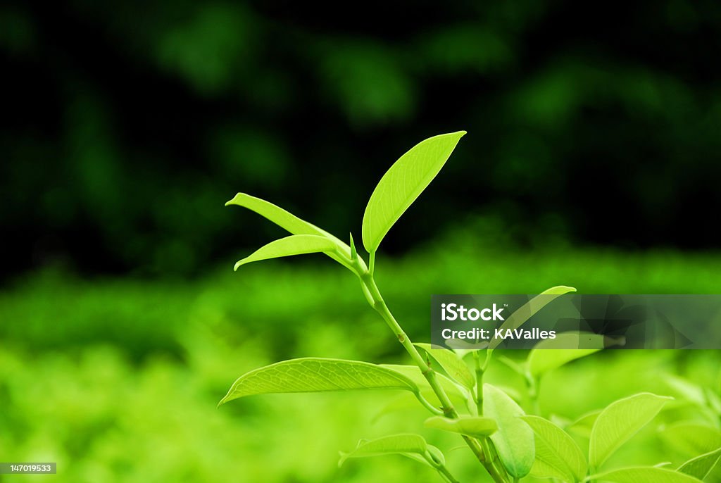 El lugar de hojas de té - Foto de stock de Agricultura libre de derechos