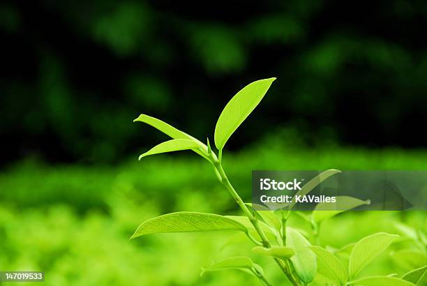 El Lugar De Hojas De Té Foto de stock y más banco de imágenes de Agricultura - Agricultura, Aire libre, Asia