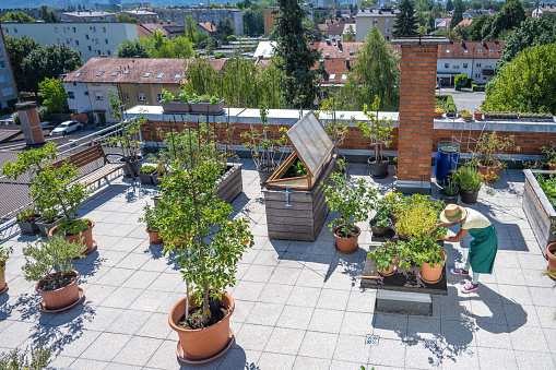 High angle view of woman wearing sun hat working on rooftop vegetable garden on sunny day.
