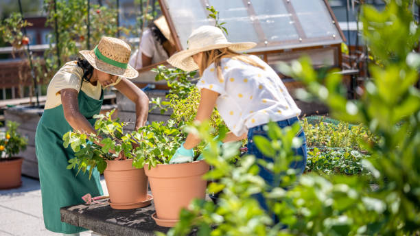 istock Women working on rooftop garden 1470196069