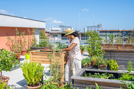 Mature woman looking down while standing by wooden flowerbed on rooftop vegetable garden.