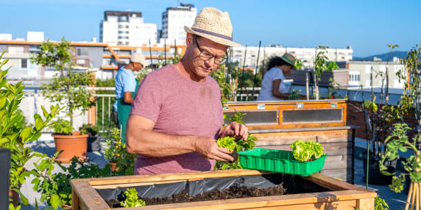 istock Man gardening plant in box 1470196097