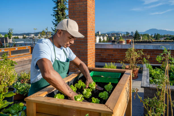 istock Man gardening plant in box 1470196111