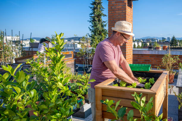 istock Man gardening plant in box 1470196134