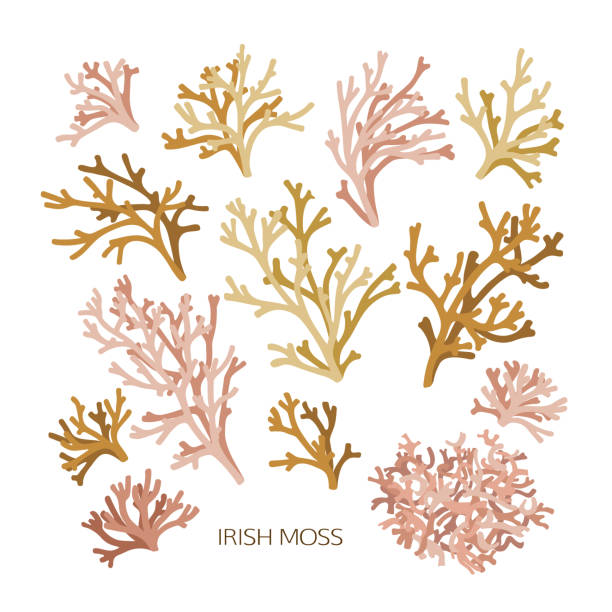 zestaw ręcznie rysowanego mchu irlandzkiego - red seaweed stock illustrations