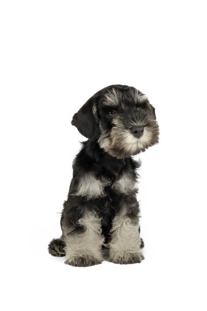 istock miniature schnauzer puppy isolated on studio 1470198328