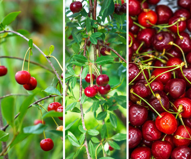istock Ripe cherries in the garden. Collage, Background banner, square 1470198934