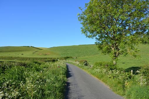 Country lane in late spring, between Oborne and Poyntington, Sherborne, Dorset, England