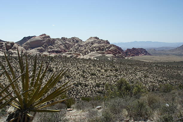 Desert Scene stock photo