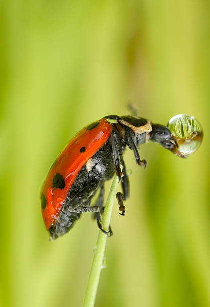 Marienkäfer mit einem Tropfen Wasser – Foto