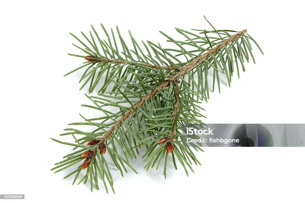 Isolated Evergreen Branch An evergreen branch isolated on a white background. Branch - Plant Part Stock Photo