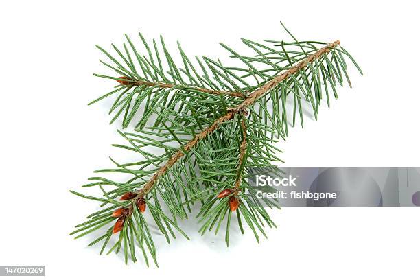 Isolated Evergreen Branch Stock Photo - Download Image Now - Branch - Plant Part, Close-up, Cut Out