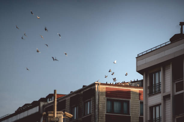 birds fly over houses, dovecote, doves fly in the sky, houses, istanbul