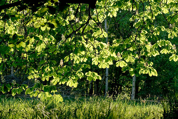 Backlit chestnut leaves stock photo