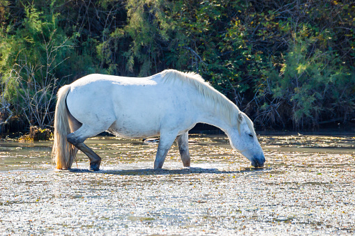 Two white horses in a beautiful summery sunny day in Camargue, France