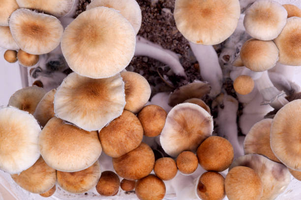 psilocybin magic mushrooms. - fly agaric imagens e fotografias de stock
