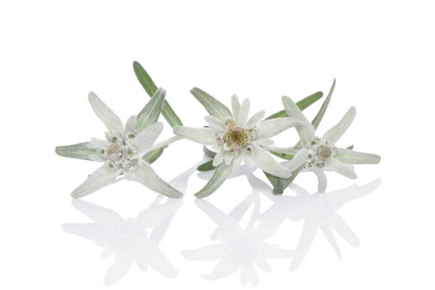 istock Edelweiss flower isolated on white background. 1470205982
