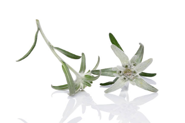 istock Edelweiss flower isolated on white background. 1470206009