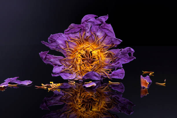 istock Blue lotus, nymphaea nouchali var caerulea. 1470206013