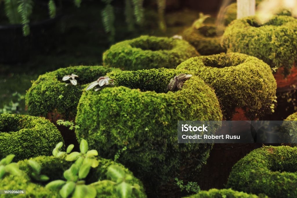 Mosscovered Clay Pots Gardening Dress Up A Clay Or Terracotta Pot With A  Coating Of Living Moss Stock Photo - Download Image Now - iStock
