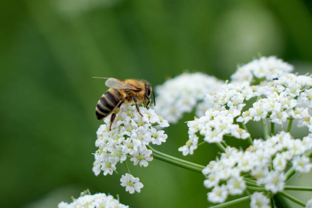 istock honey bee on caraway white flower 1470206815