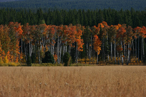 Aspens in Fall stock photo